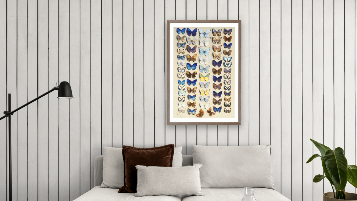 A packed plate of sixty-two butterflies, in five columns, mostly representing some of the larger members of the Lycaendidae by Marian Ellis Rowan, shown at 28 × 42 in (71.1 × 106.7 cm) in Arber Light Walnut, living