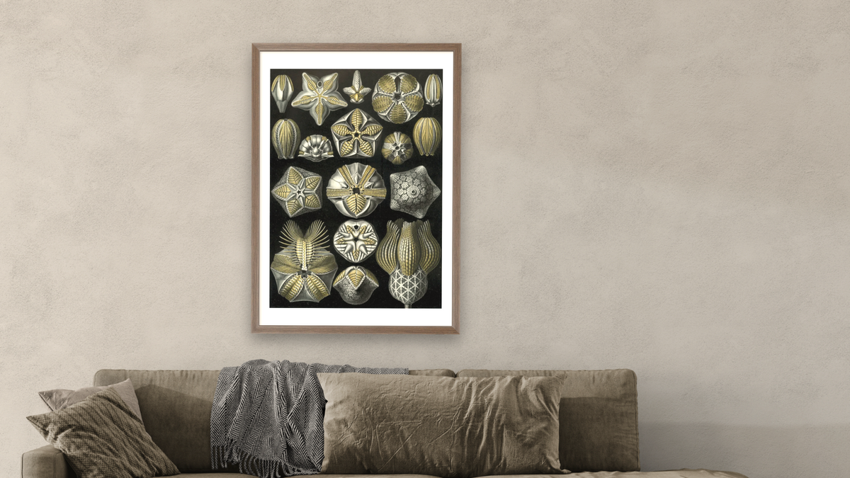 Illustration of Blastoidea by Ernst Haeckel, shown at 28 × 42 in (71.1 × 106.7 cm) in Arber Light Walnut, living
