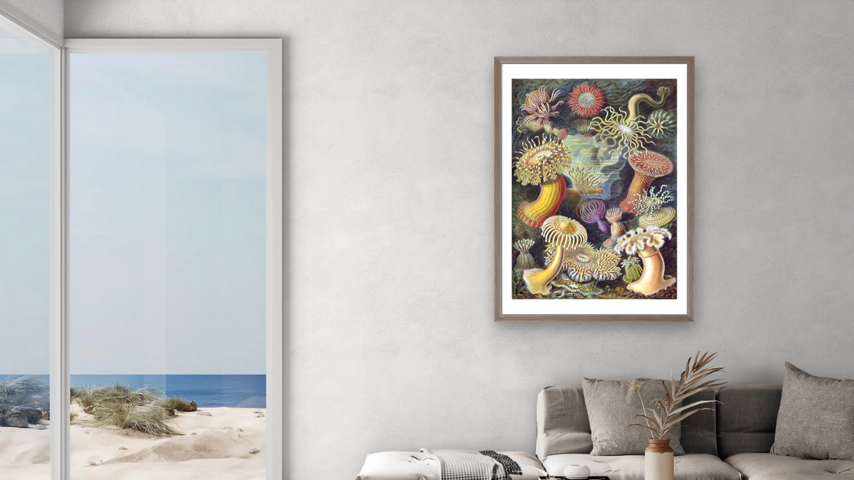 Illustration of Actiniae by Ernst Haeckel, shown at 28 × 42 in (71.1 × 106.7 cm) in Arber Light Walnut, living