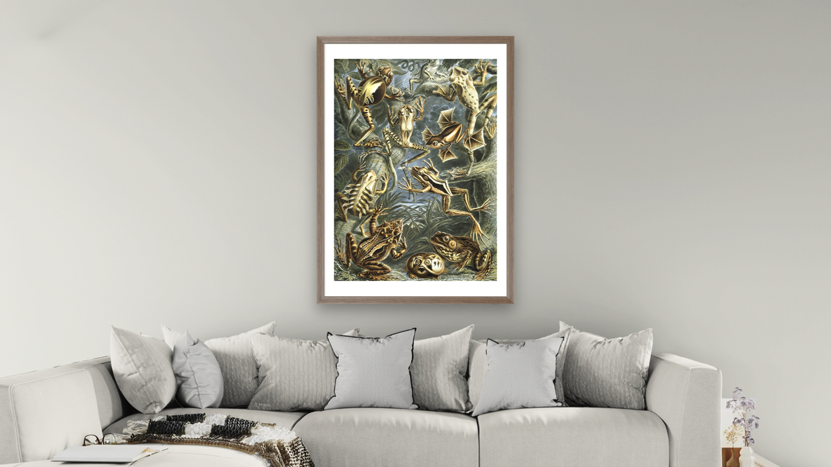 Illustration of Batrachia by Ernst Haeckel, shown at 28 × 42 in (71.1 × 106.7 cm) in Arber Light Walnut, living