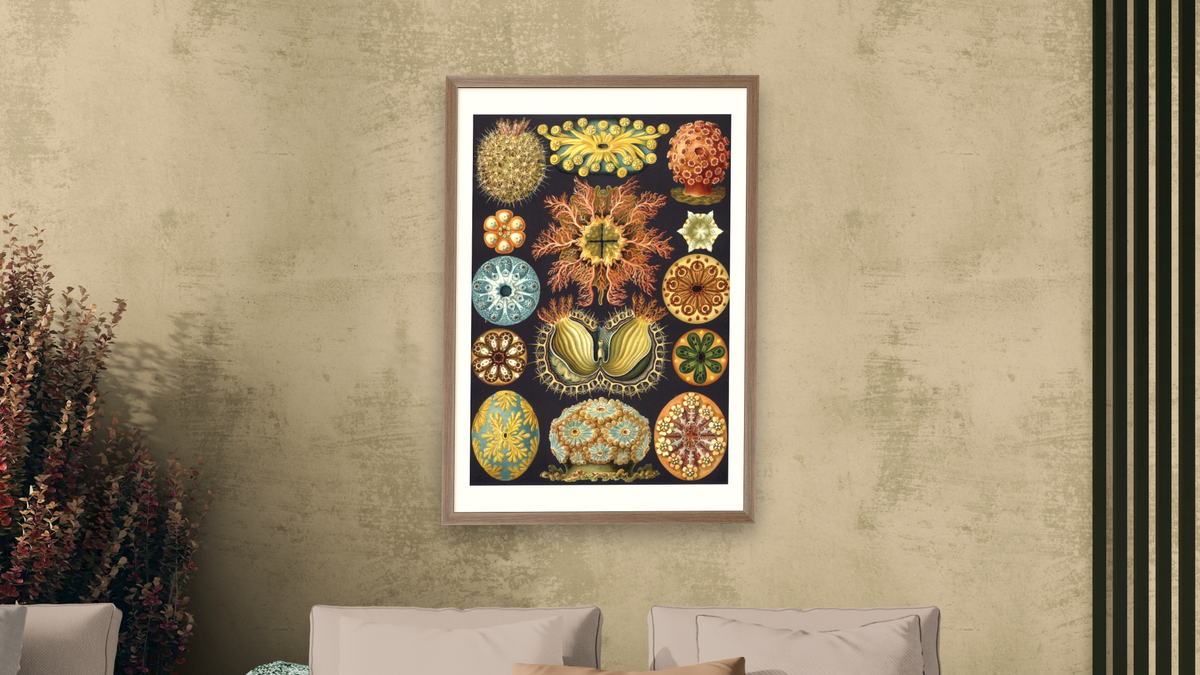 Illustration of Ascidiacea by Ernst Haeckel, shown at 28 × 42 in (71.1 × 106.7 cm) in Arber Light Walnut, living