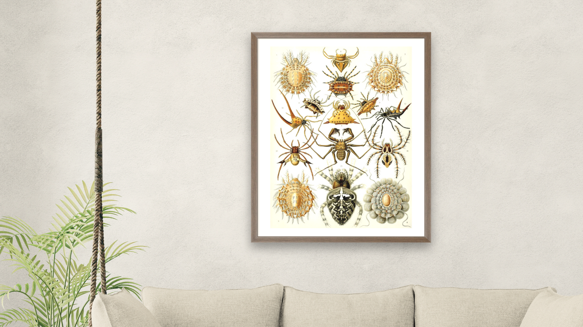 Illustration of Arachnida by Ernst Haeckel, shown at 30 × 40 in (76.2 × 101.6 cm) in Arber Light Walnut, living
