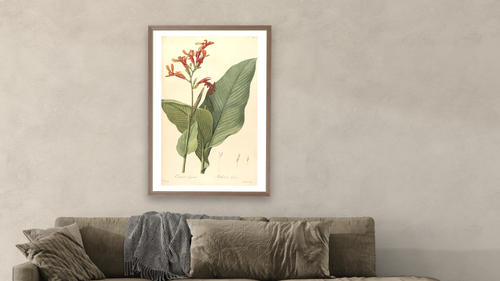 A botanical illustration with the title "Canna gigantea". It depicts the species Canna tuerckheimii. by Pierre Joseph Redouté, shown at 28 × 42 in (71.1 × 106.7 cm) in Arber Light Walnut, living [arteriel-render:v6:room_b:28x42@42,39]