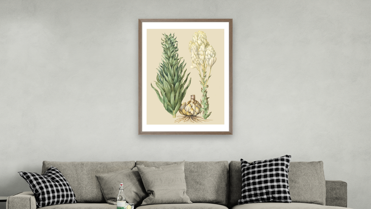 Lilium candidum monstrosum by Johannes Simon Holtzbecher, shown at 28 × 42 in (71.1 × 106.7 cm) in Arber Light Walnut, living