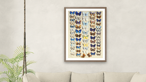 A packed plate of sixty-two butterflies, in five columns, mostly representing some of the larger members of the Lycaendidae by Marian Ellis Rowan, shown at 28 × 42 in (71.1 × 106.7 cm) in Arber Light Walnut, living [arteriel-render:v6:room_b:28x42@58,42]