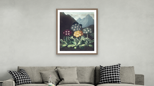 A Group of Auriculas by Robert John Thornton, shown at 30 × 40 in (76.2 × 101.6 cm) in Arber Light Walnut, living [arteriel-render:v6:room_b:30x40@50,37]
