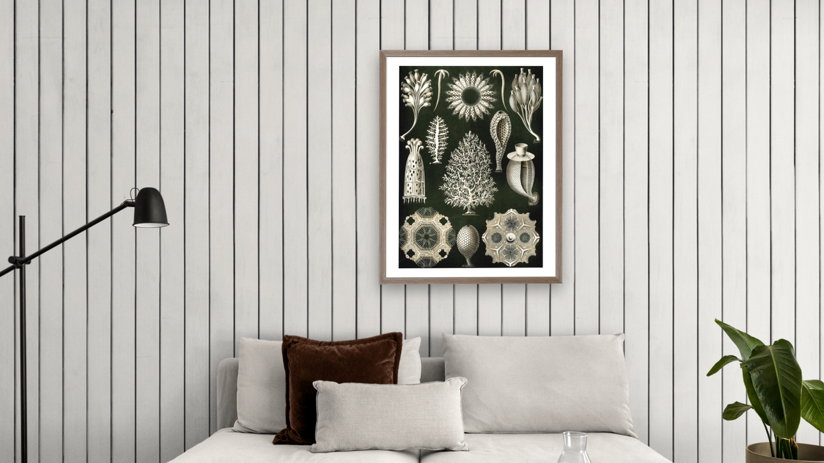 Illustration of Calcispongiae by Ernst Haeckel, shown at 30 × 40 in (76.2 × 101.6 cm) in Arber Light Walnut, living