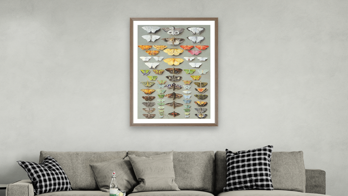 Sixty-three Moths, arranged inthree or five irregular columns by Marian Ellis Rowan, shown at 28 × 42 in (71.1 × 106.7 cm) in Arber Light Walnut, living