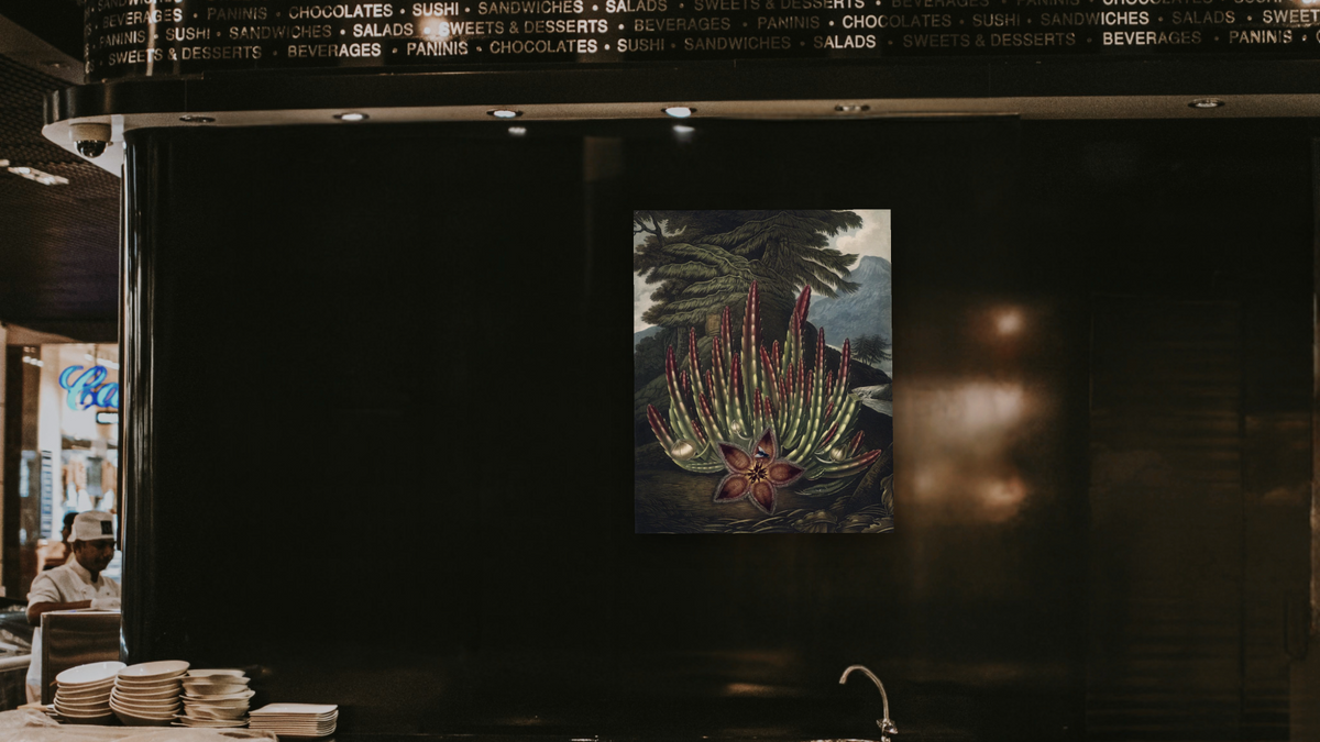 The Maggot-bearing Stapelia by Robert John Thornton, shown at 32 × 40 in (81.3 × 101.6 cm) as gallery-wrapped canvas, restaurant