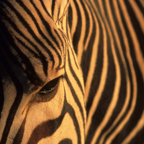 Wildlife